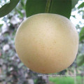 Top Quality Fresh Golden Pear/Crown Pear